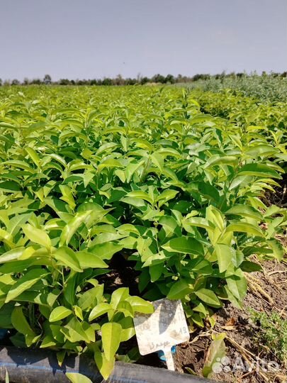 Декоративные растения