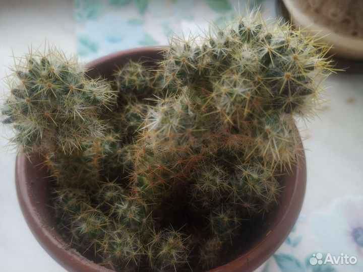 Кактусы и суккуленты