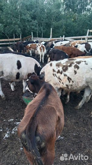 Продам бычков от 8 месяцев до года