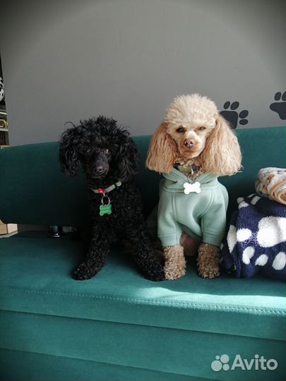 Проведение дня рождения для собаки