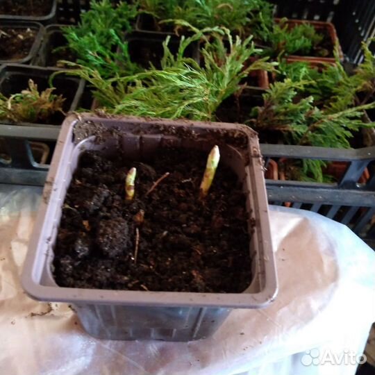 Левкантемелла (ромашка канадская)