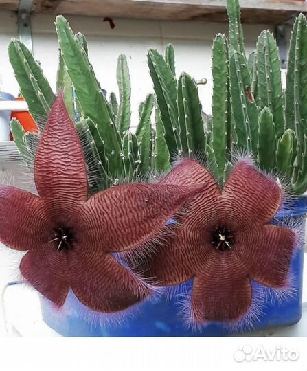 Стапелия,отростки