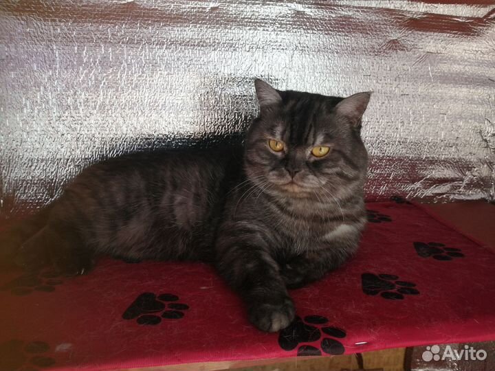 Британец в Добрые руки