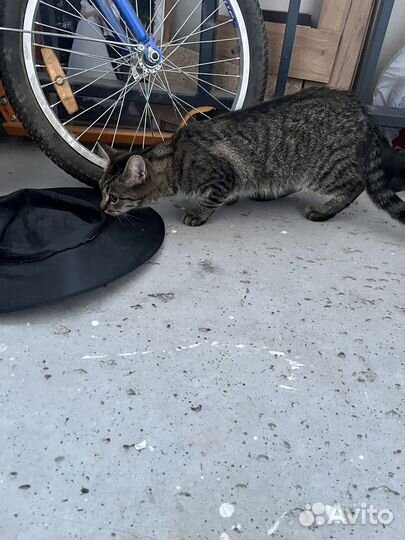 Отдам кошку