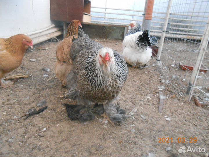 Куры и петушки Брама Колумбийская