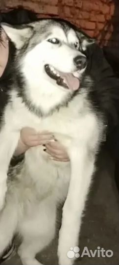Аляскинский маламут