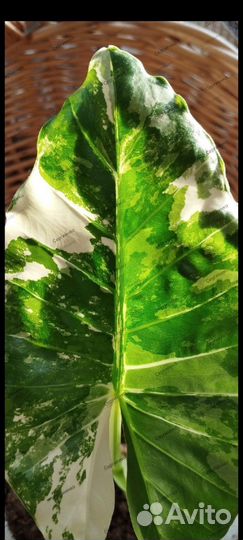 Алоказия Оксалис вариегатный