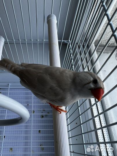 Птички Амадины зебровая и кремовая