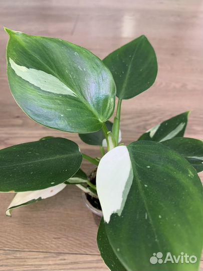 Филодендрон вайт wizard