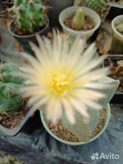 Астрофитум