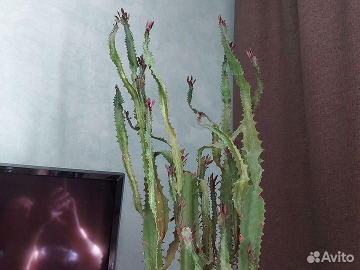 Молочай трехгранный