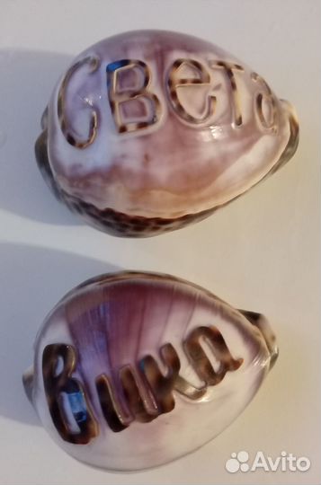 Морские ракушки раковины