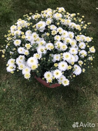 Хризантемы мультифлора