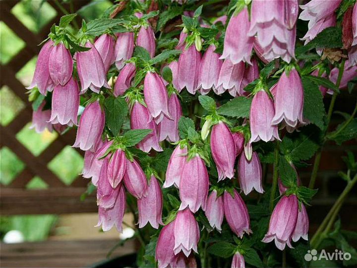 Растения для сада