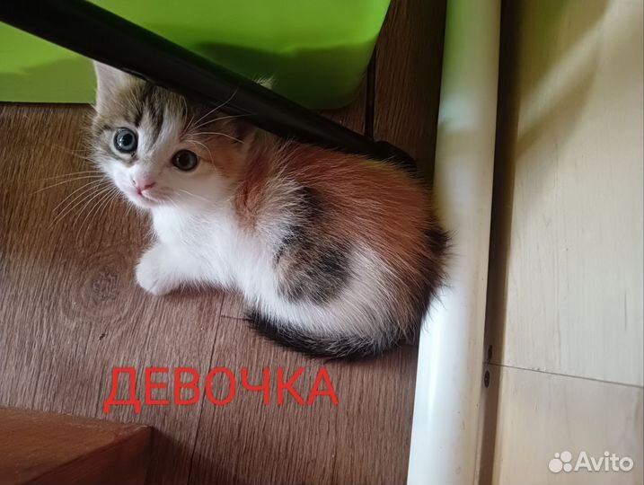 Котята