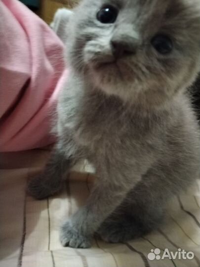 Шотландская кошка