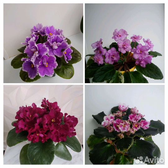 Детки сортовых фиалок