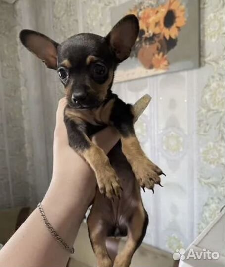 Продам щенка той-терьер