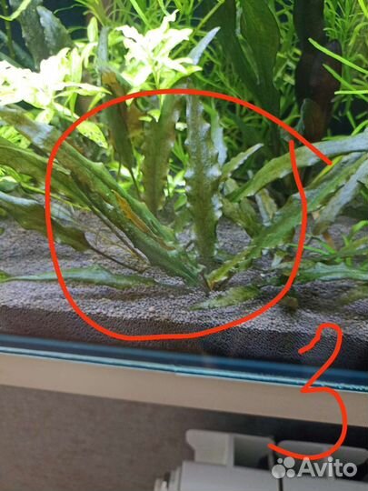 Аквариумные растения прополка