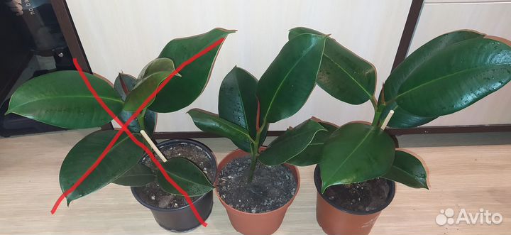 Фикус Каучуконосный Робуста