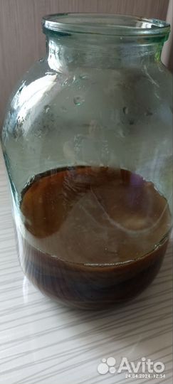 Чайный гриб