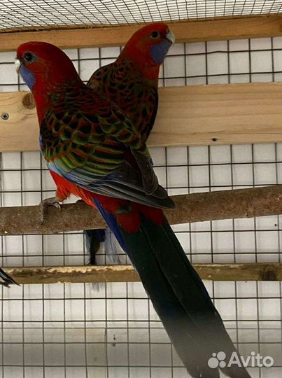 Бернардовые попугаи и розеллы