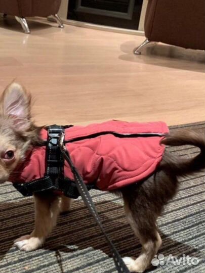 Жилетка для маленьких собак
