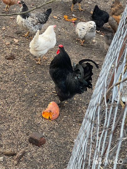 Петух на племя