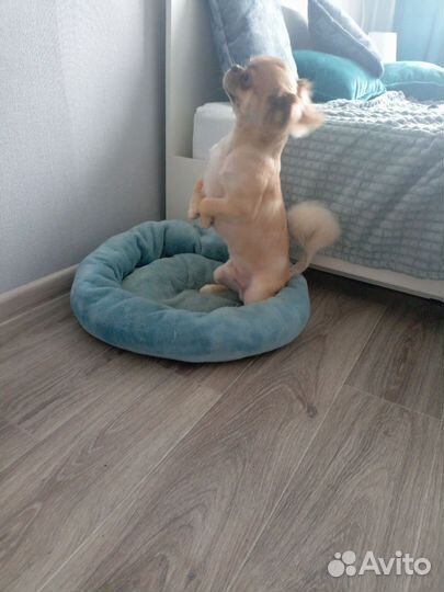 Передержка животных