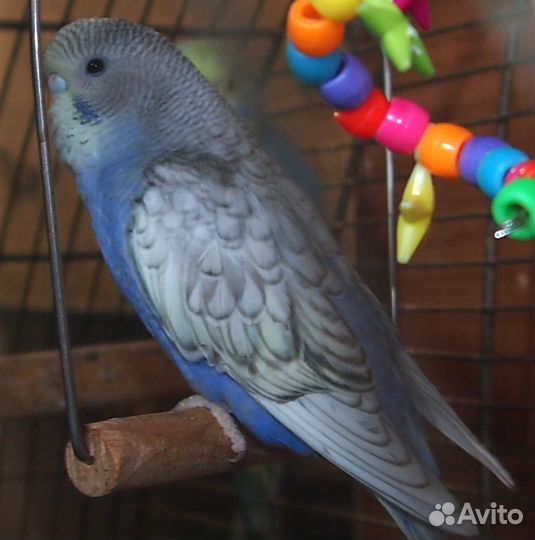 Волнистые попугайчики домашние