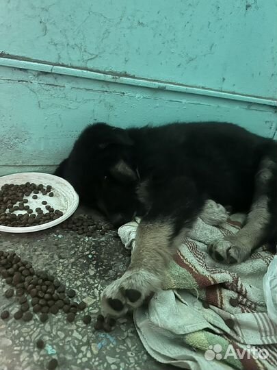 Собака в добрые руки