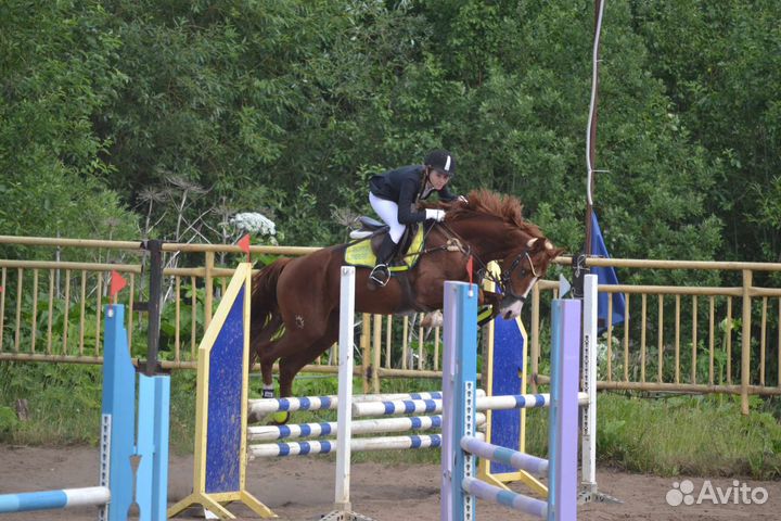 Тракененский жеребец