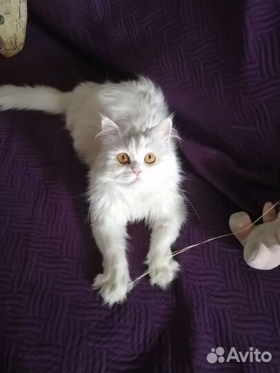 Кошка в дар