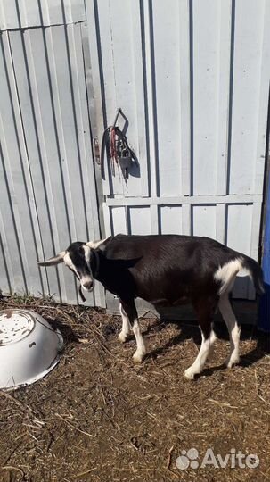 Альпийский козлик и козы