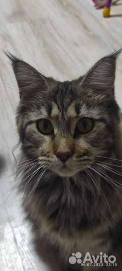 Мейн-кун в добрые руки бесплатно