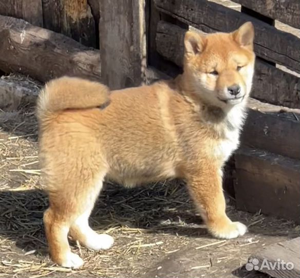 Щенки сиба ину