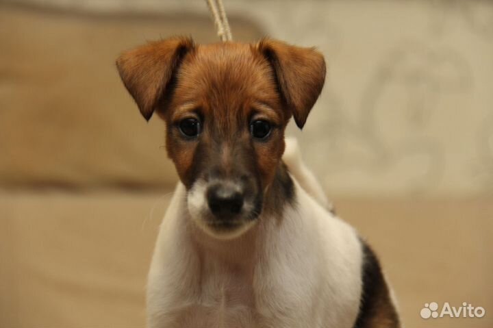 Фокстерьер щенки