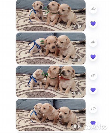 Той-терьер вязка