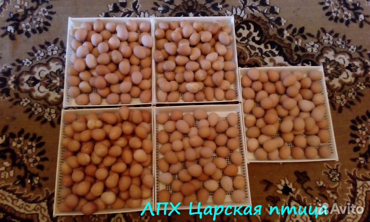 Яйцо и цесарята белой волжской элита