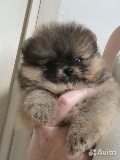 Шпиц мини тип мишка