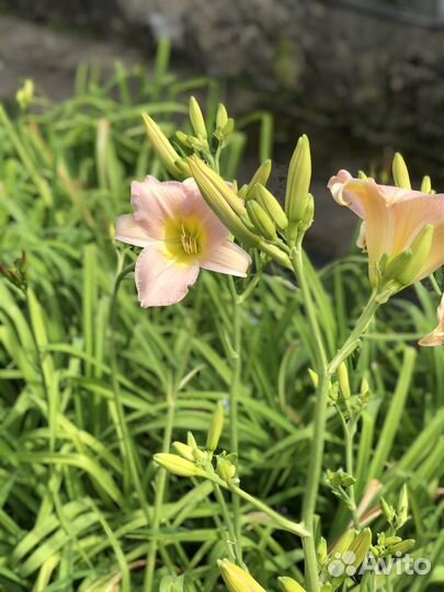 Лилейники сортовые лилейник