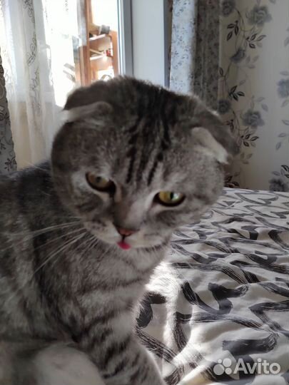 Шотландский вислоухий кот