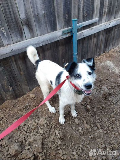 Фокстерьер