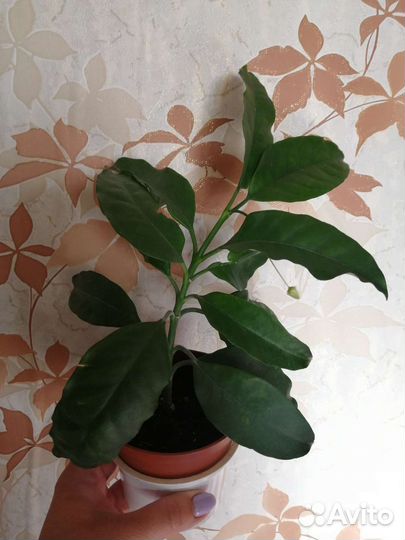 Комнатные растения