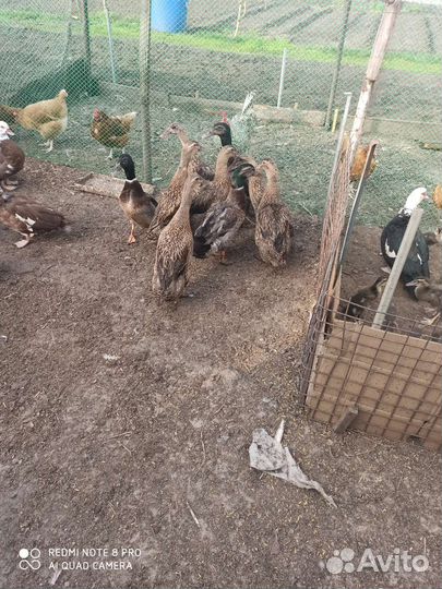 Утята индийский бегунок