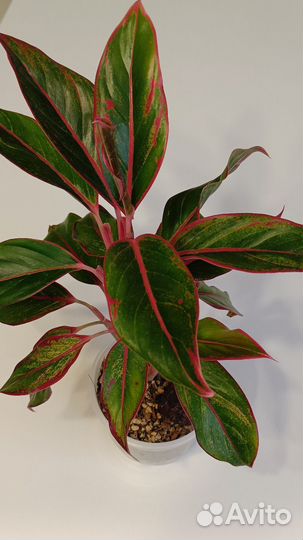 Аглаонема Крит