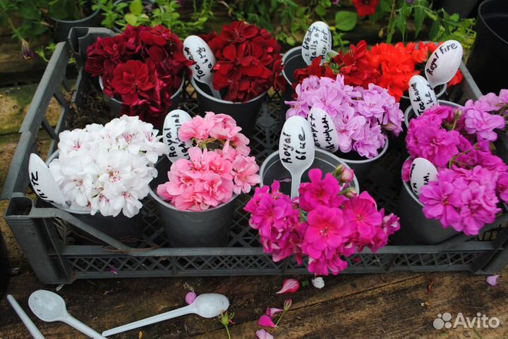 Фуксии, пеларгонии королевские, бегонии мелким опт