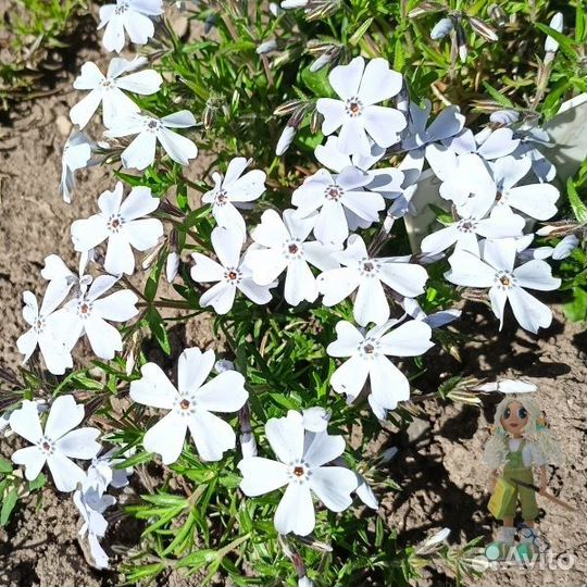 Флокс шиловидный, почвопокровные растения