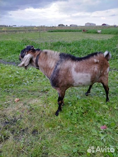 Нубийский козел