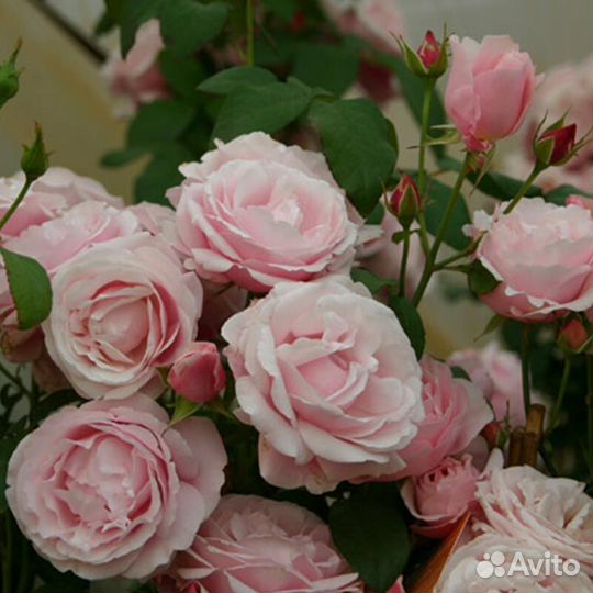 Роза Баяццо, Ванесса Белл английская